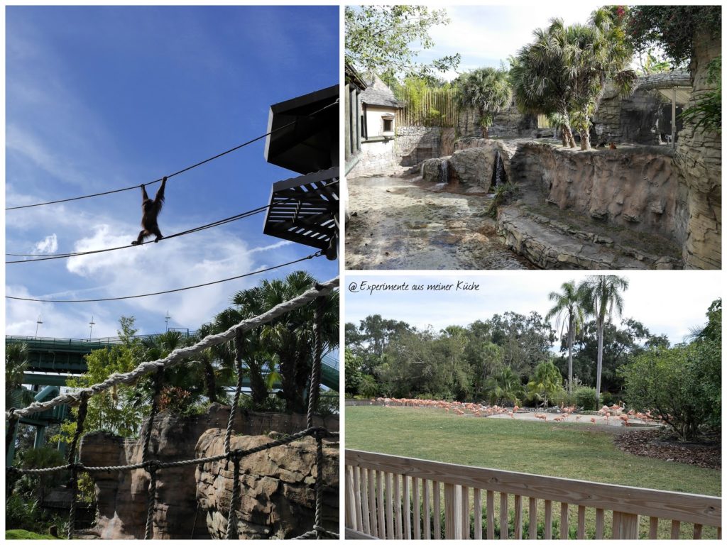 Florida - St. Pete Beach - Busch Gardens {EamK on Tour}