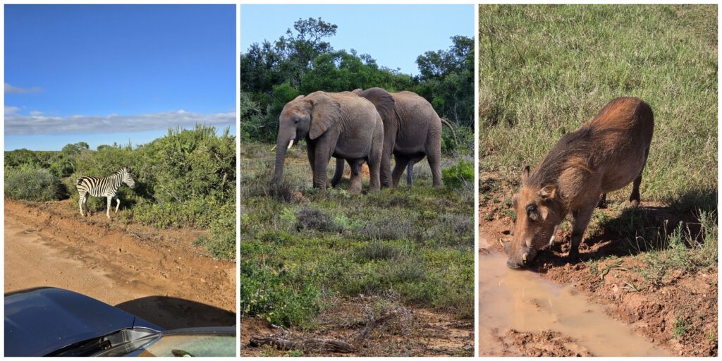 Südafrika: Addo Elephant Park